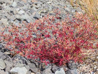 geranium robertianum ssp maritimum