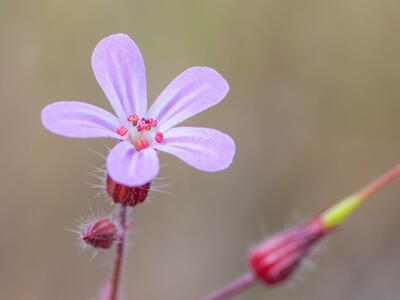 geranium robertianum ssp maritimum bluete