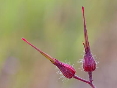 geranium robertianum ssp maritimum frucht