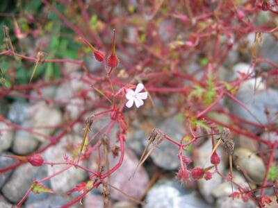 geranium robertianum ssp robertianum