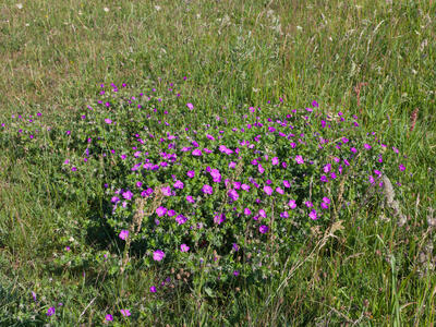 geranium sanguineum