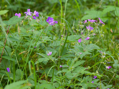 geranium sylvaticum