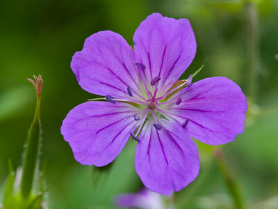 geranium sylvaticum detail