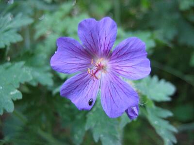 geranium x magnificum