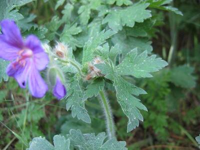 geranium x magnificum blatt