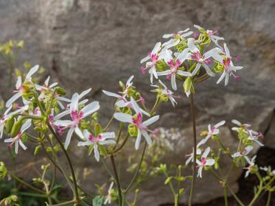 pelargonium carnosum