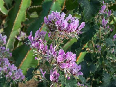 pelargonium cordifolium