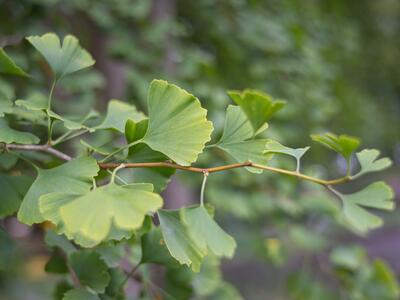 ginkgo biloba blatt