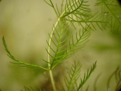 myriophyllum spicatum