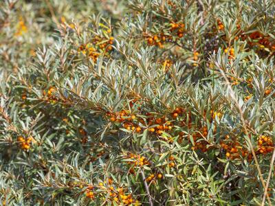 hippophae rhamnoides