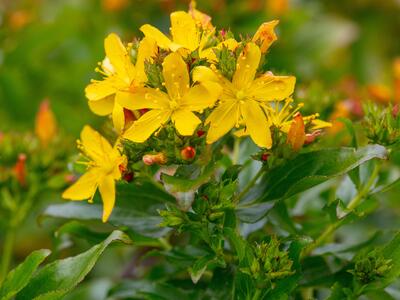 hypericum glandulosum