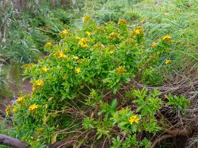 hypericum glandulosum habitus