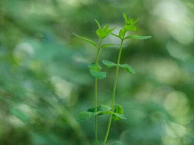 hypericum hirsutum