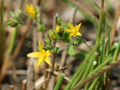 hypericum humifusum