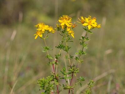 hypericum perforatum