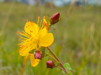 hypericum pulchrum