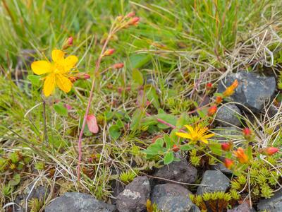 hypericum pulchrum habitus