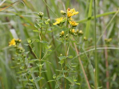 hypericum tetrapterum