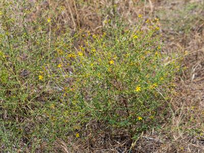 hypericum triquetrifolium