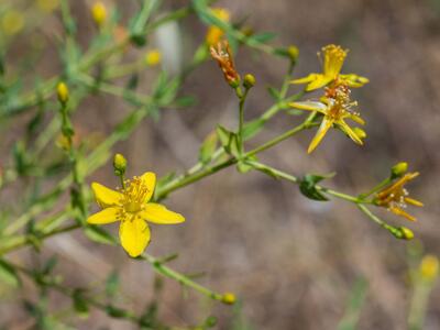 hypericum triquetrifolium detail