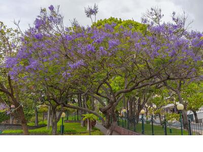 jacaranda mimosifolia