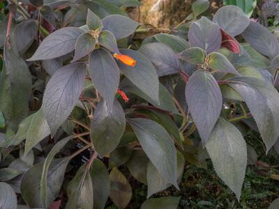 kohleria tubiflora