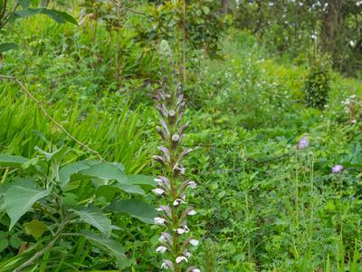 acanthus mollis