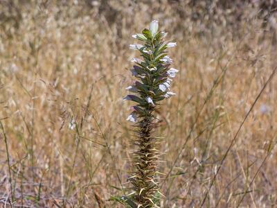 acanthus spinosus