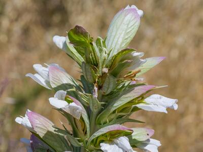 acanthus spinosus detail