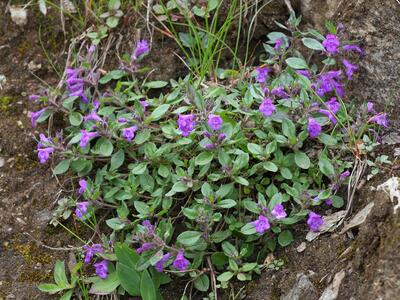 acinos alpinus