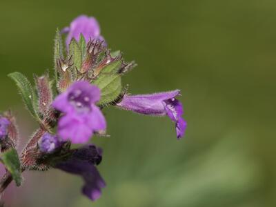 acinos alpinus detail