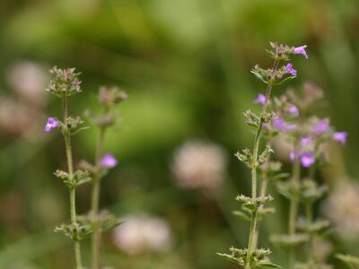 acinos arvensis