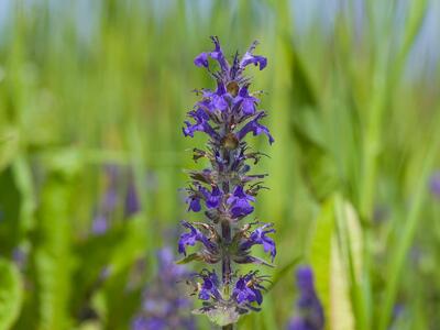 ajuga genevensis