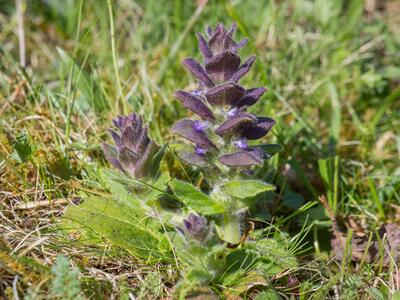 ajuga pyramidalis