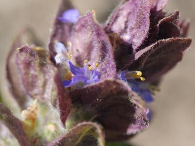 ajuga pyramidalis detail