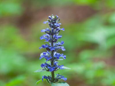 ajuga reptans