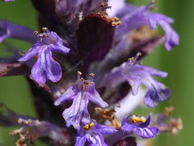 ajuga reptans detail