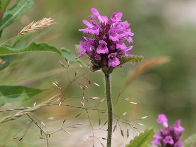 betonica hirsuta