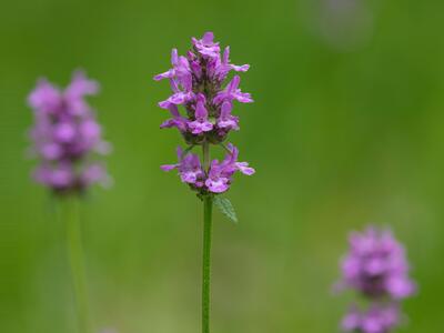 betonica officinalis