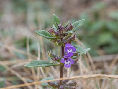 clinopodium acinos