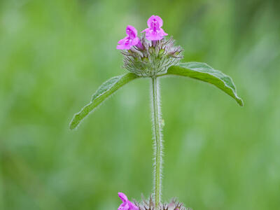 clinopodium vulgare ssp vulgare