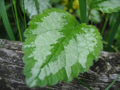 galeobdolon argentatum blatt