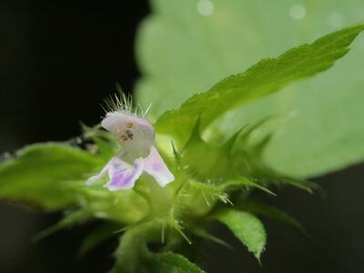 galeopsis bifida