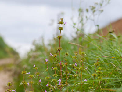 galeopsis ladanum