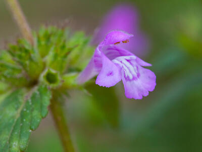 galeopsis ladanum bluete