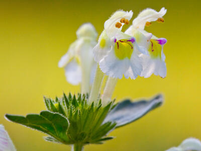 galeopsis segetum bluete