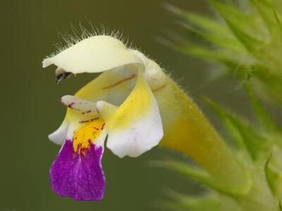 galeopsis speciosa detail