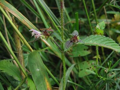 galeopsis tetrahit