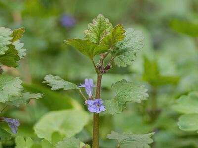 glechoma hederacea