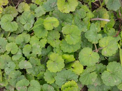 glechoma hederacea habitus